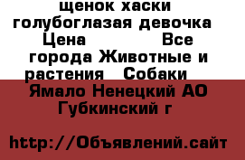 щенок хаски  голубоглазая девочка › Цена ­ 12 000 - Все города Животные и растения » Собаки   . Ямало-Ненецкий АО,Губкинский г.